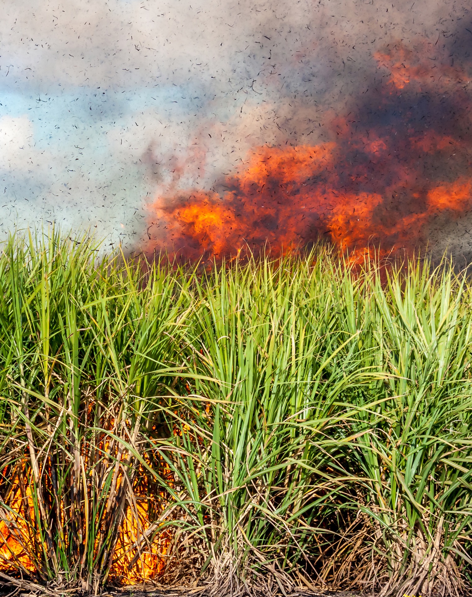 Sistema FireWatch de prevenção de incêndios florestais